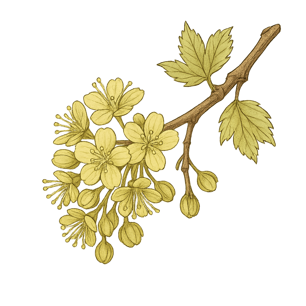 Ahornfrüchte (Propeller)