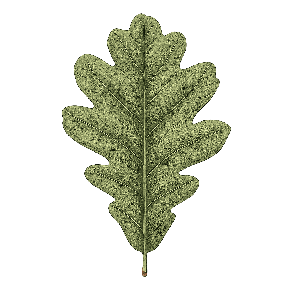 Eichenblatt